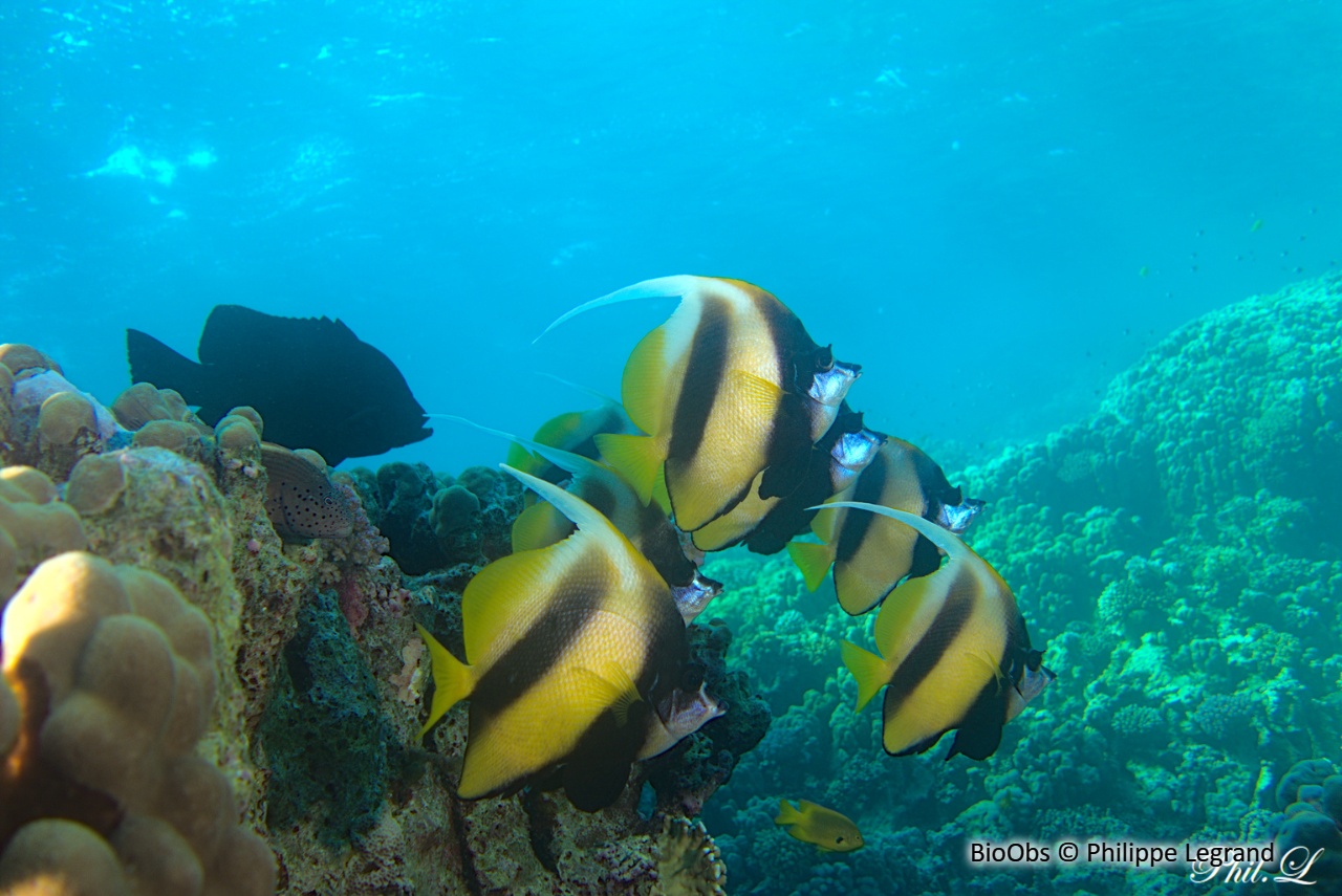 Poisson-cocher de Mer Rouge - Heniochus intermedius - Philippe Legrand - BioObs