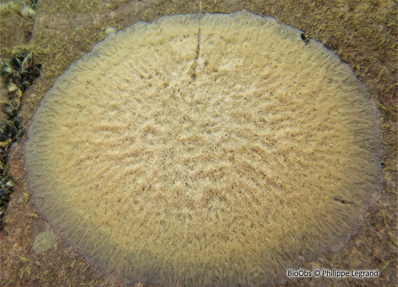 Eponge d'eau douce - Spongilla lacustris - Philippe Legrand - BioObs