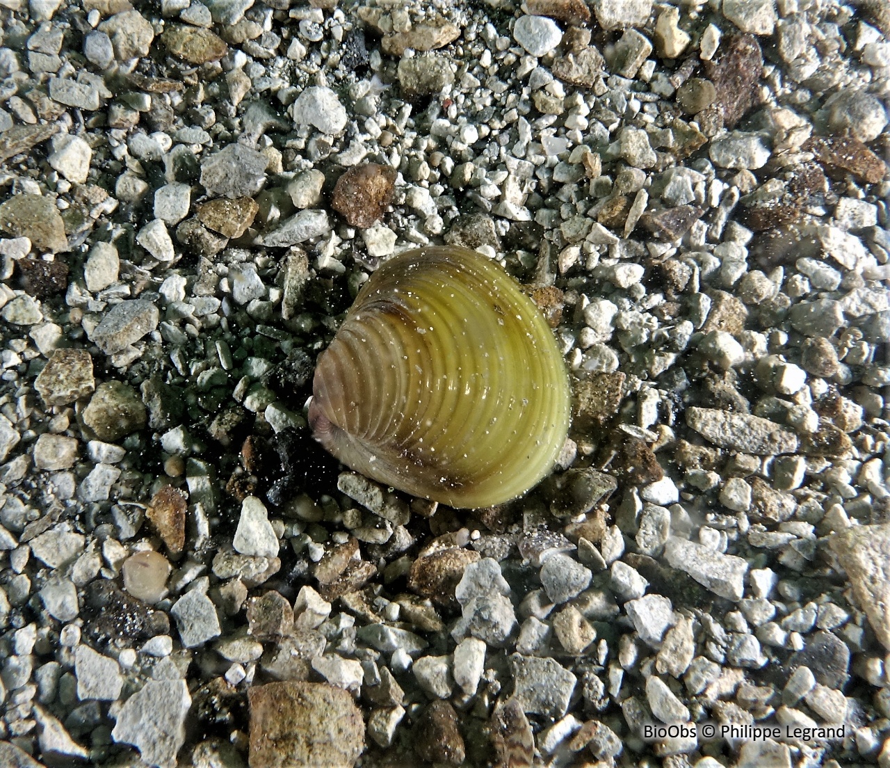 Corbicule asiatique - Corbicula fluminea - Philippe Legrand - BioObs