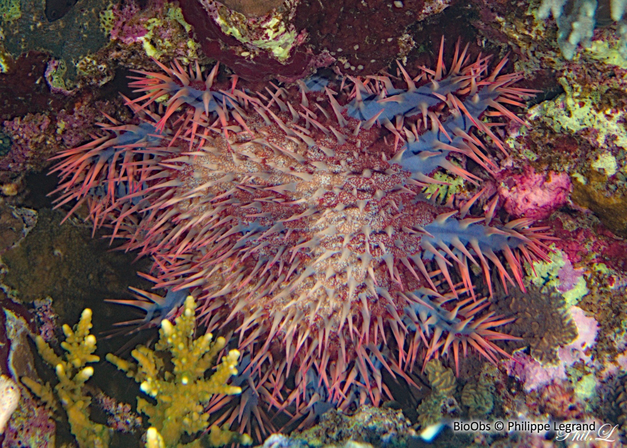 Acanthaster de Benzie - Acanthaster benziei - Philippe Legrand - BioObs