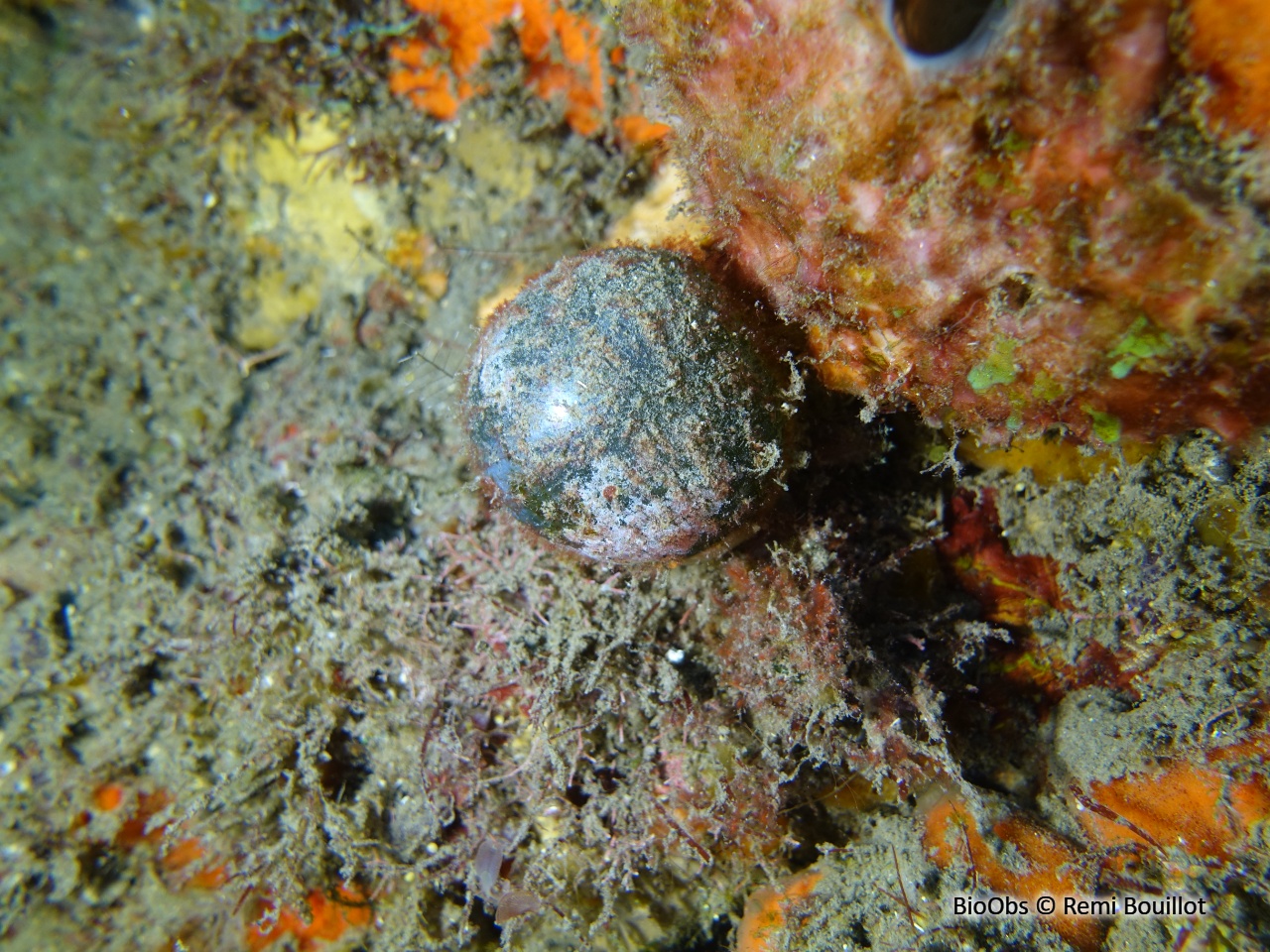 Valonie perle - Valonia ventricosa - Remi Bouillot - BioObs