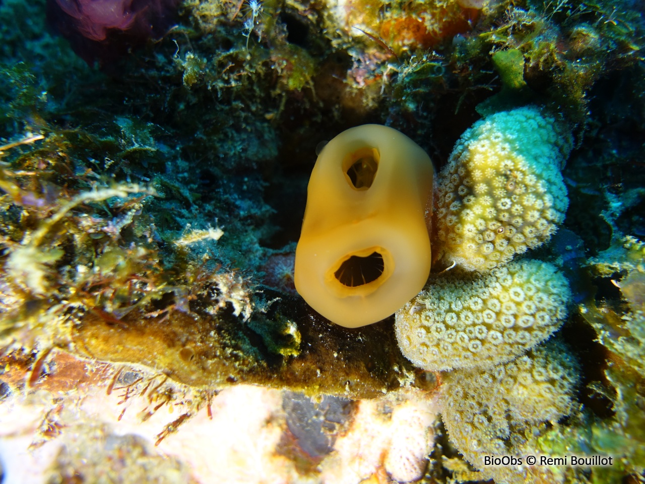 Ascidie de récif - Rhopalaea abdominalis - Remi Bouillot - BioObs