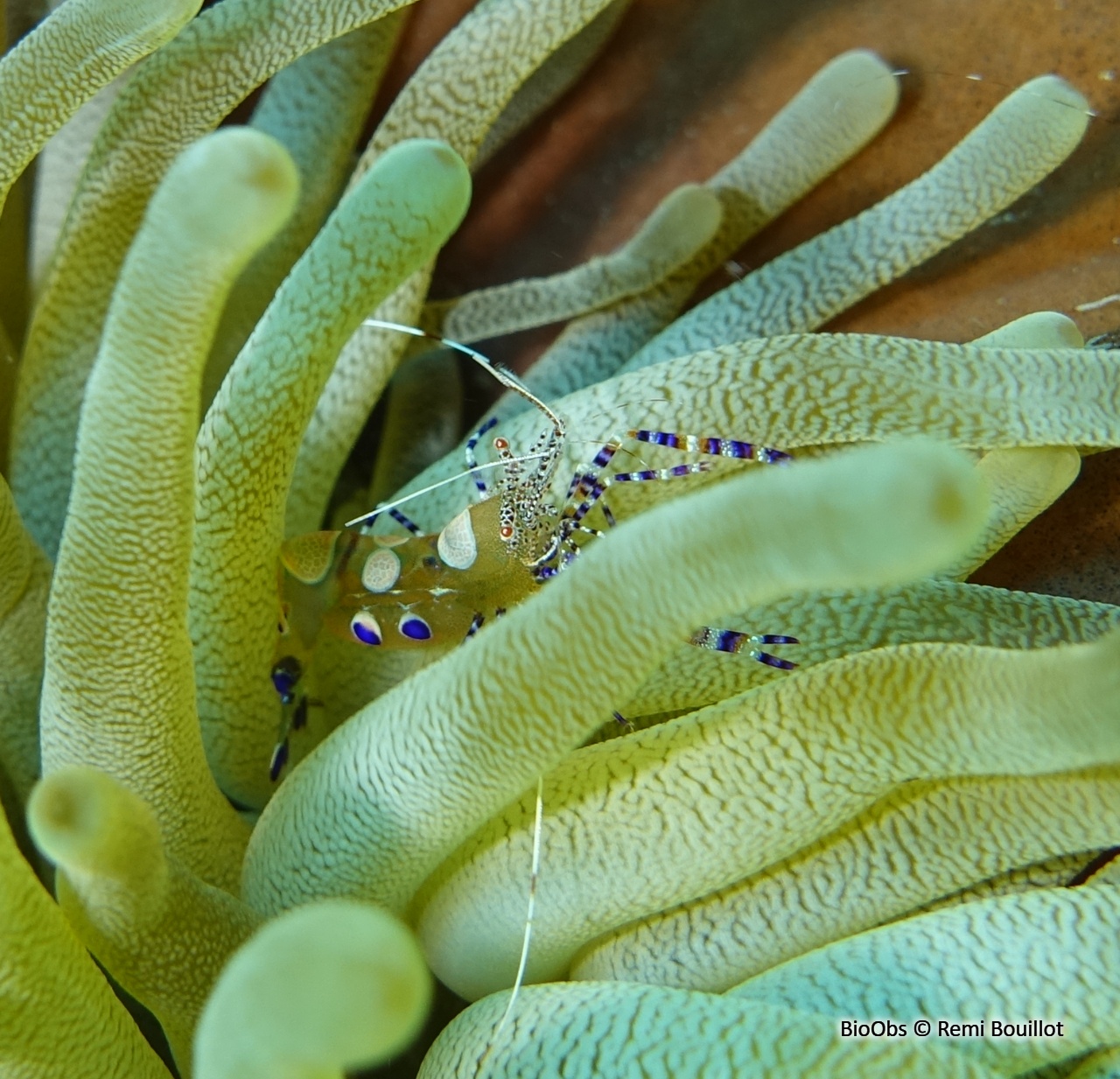 Crevette du Yucatan - Periclimenes yucatanicus - Remi Bouillot - BioObs