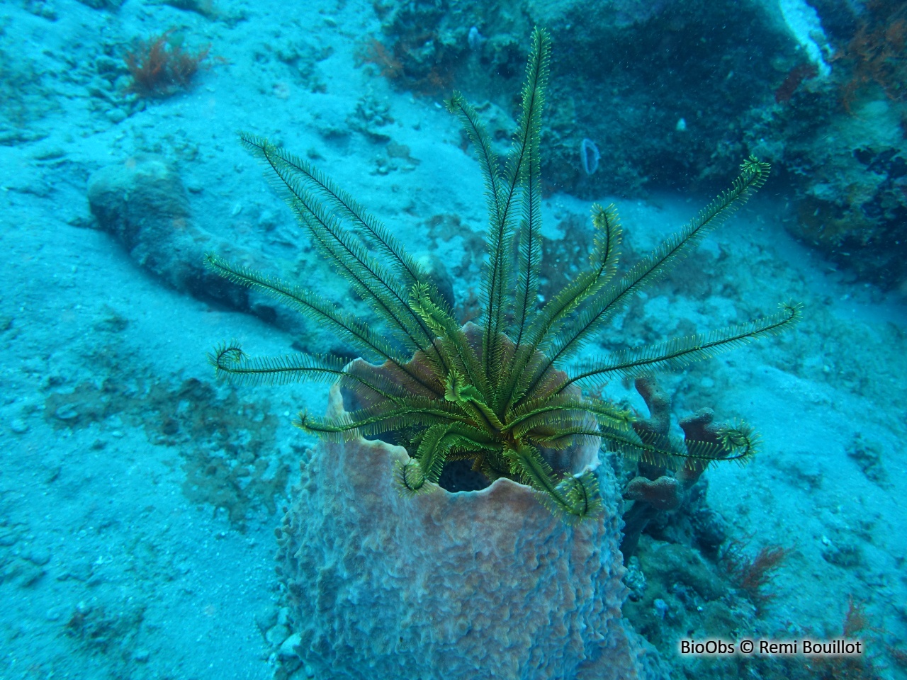 Comatule dorée - Davidaster rubiginosus - Remi Bouillot - BioObs