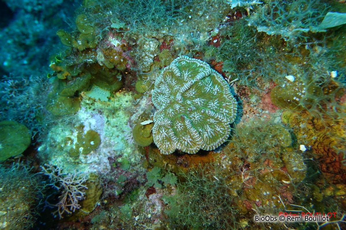 Corail-cactus à bosses - Mycetophyllia aliciae - Remi Bouillot - BioObs