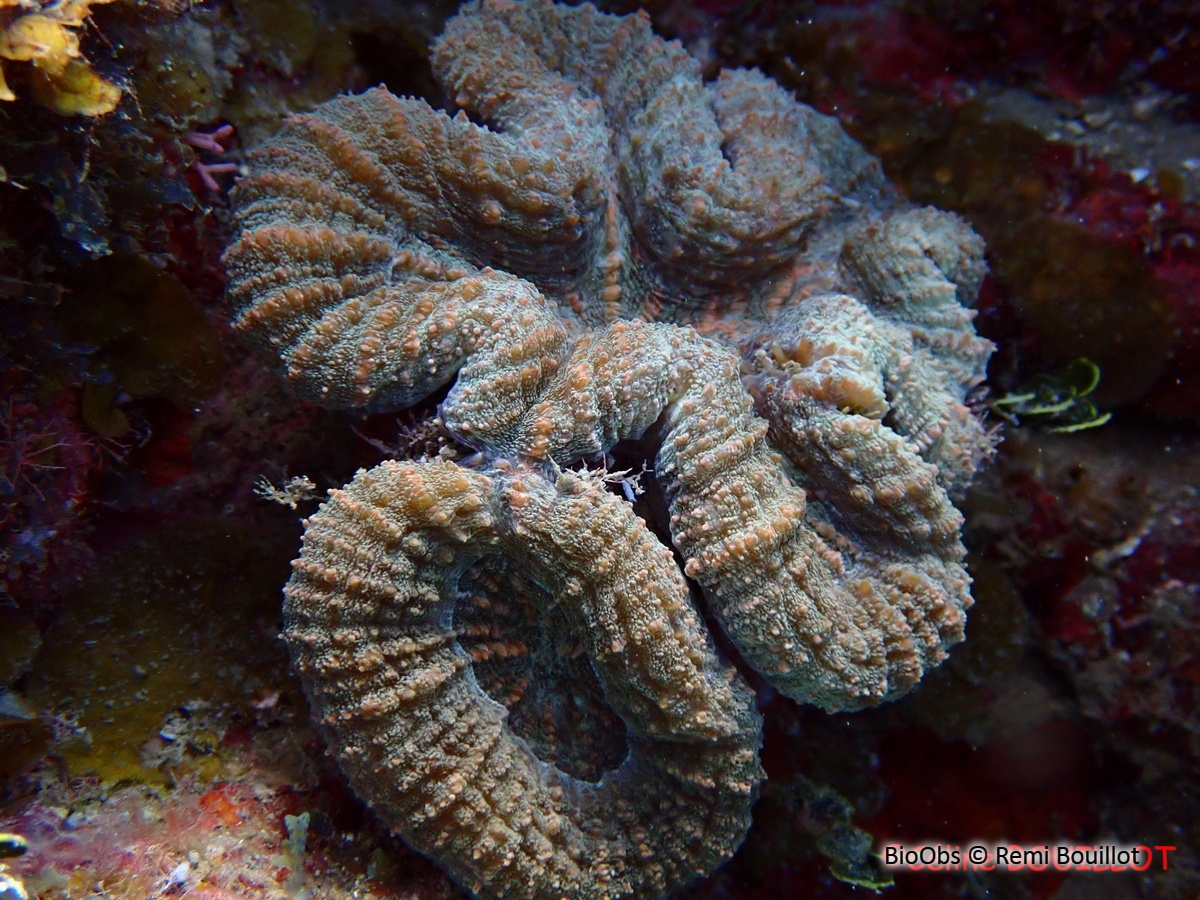 Corail-fleur épineux - Mussa angulosa - Remi Bouillot - BioObs