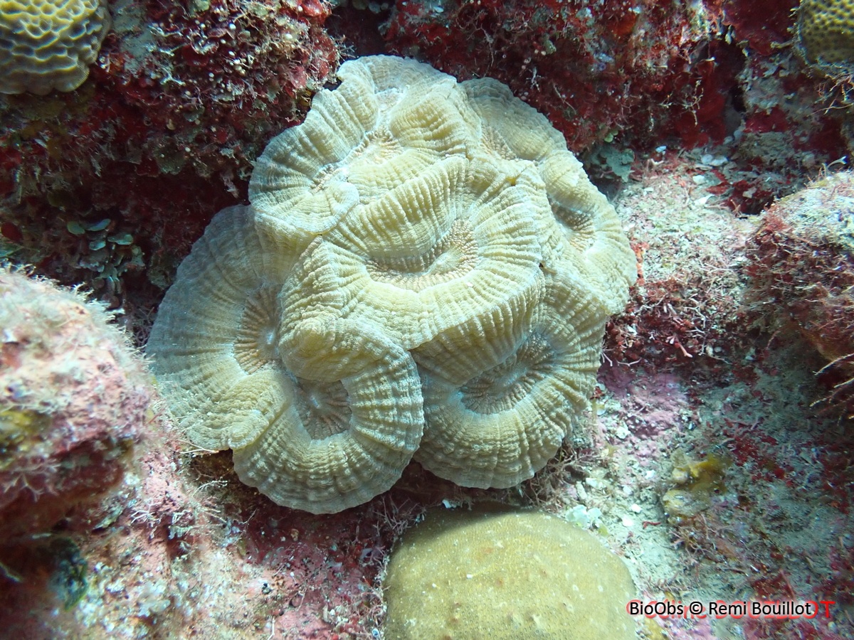 Corail-fleur épineux - Mussa angulosa - Remi Bouillot - BioObs