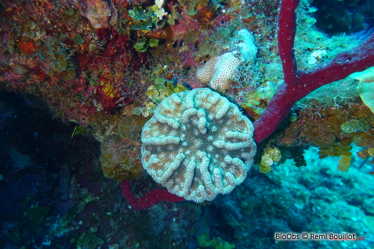 Corail-cactus à bosses - Mycetophyllia aliciae - Remi Bouillot - BioObs