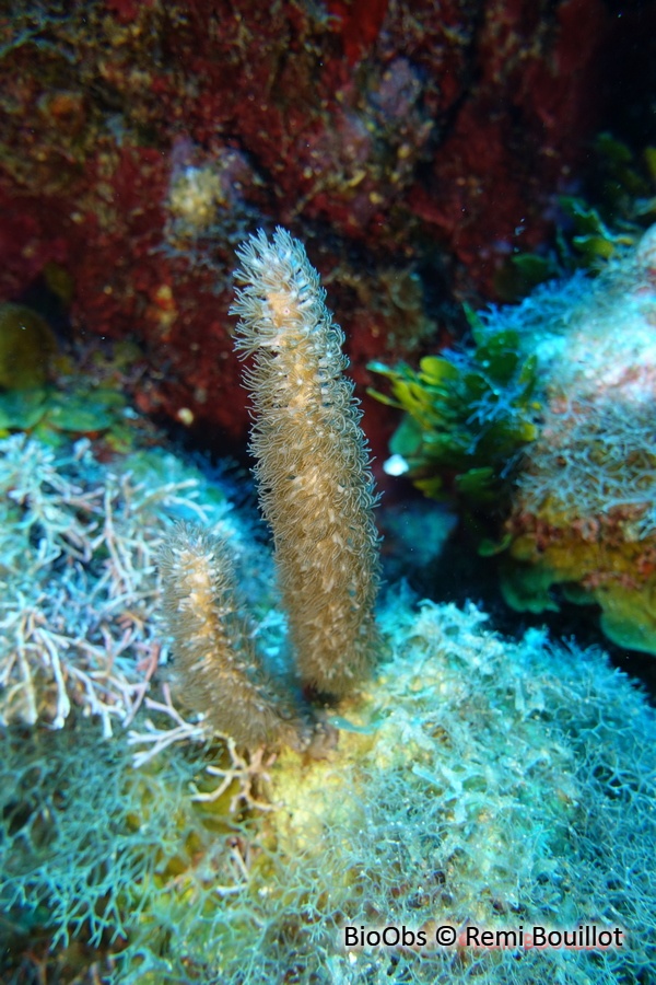 Doigt de mer. Gorgone-liège - Briareum asbestinum - Remi Bouillot - BioObs