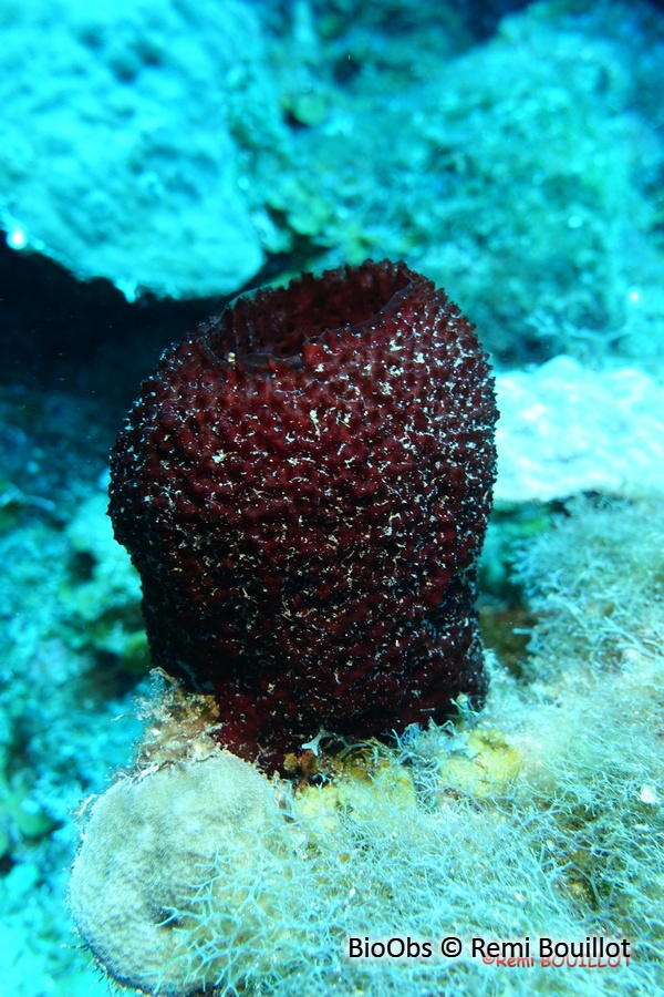 Eponge-fraise - Mycale (Arenochalina) laxissima - Remi Bouillot - BioObs
