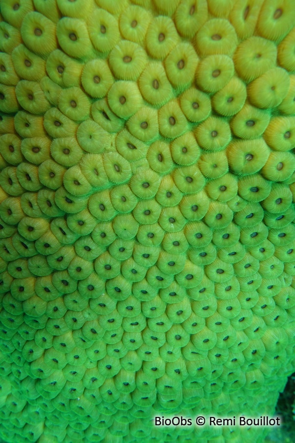 Grand corail étoilé - Montastraea cavernosa - Remi Bouillot - BioObs