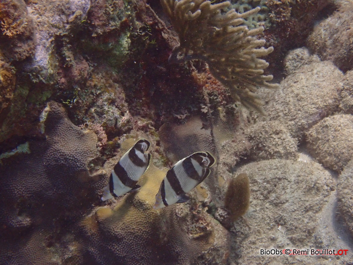 Poisson-papillon strié - Chaetodon striatus - Remi Bouillot - BioObs