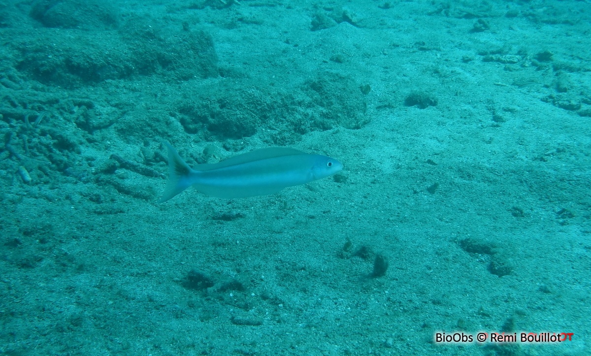 Vive tropicale - Malacanthus plumieri - Remi Bouillot - BioObs