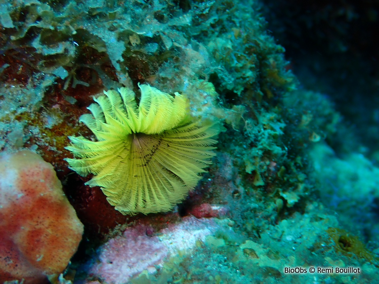 Sabelle jaune des Caraïbes - Notaulax occidentalis - Remi Bouillot - BioObs