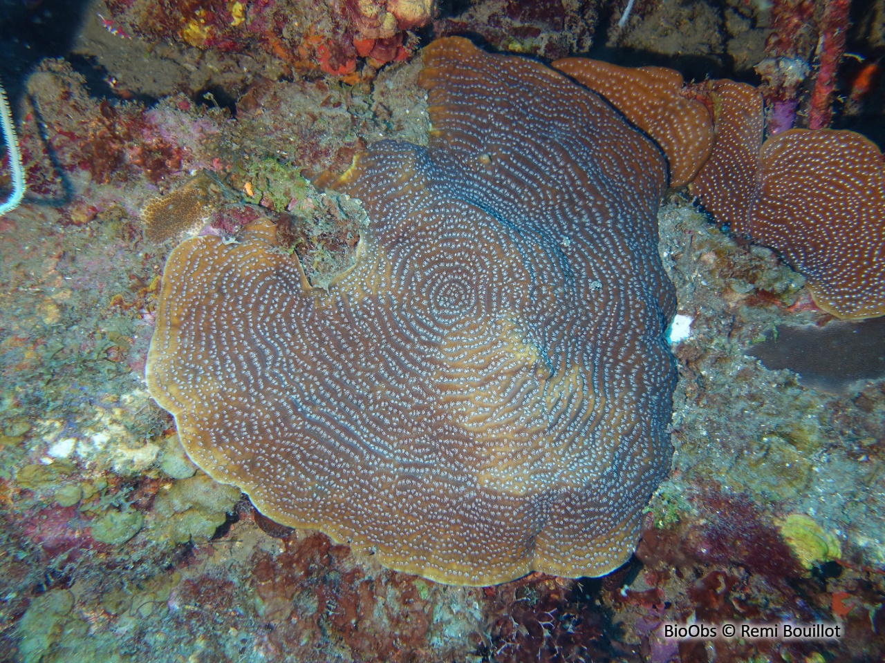 Agarice de Lamarck - Agaricia lamarcki - Remi Bouillot - BioObs