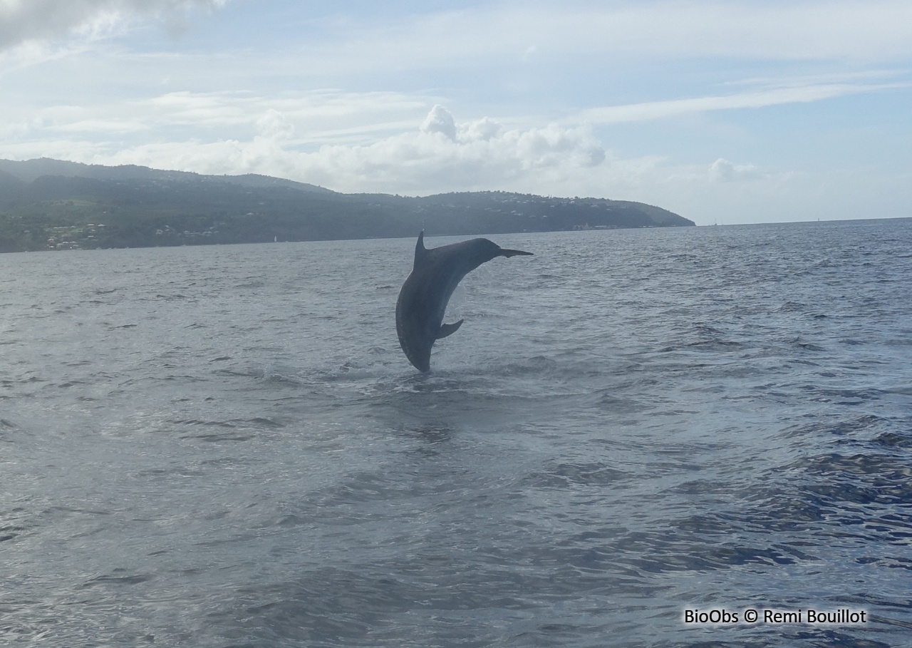 Grand dauphin - Tursiops truncatus - Remi Bouillot - BioObs