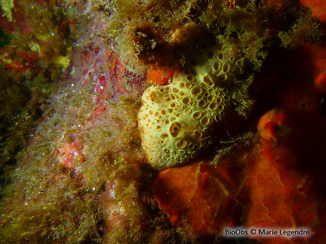 Eponge à cratères - Hemimycale columella - Marie Legendre - BioObs