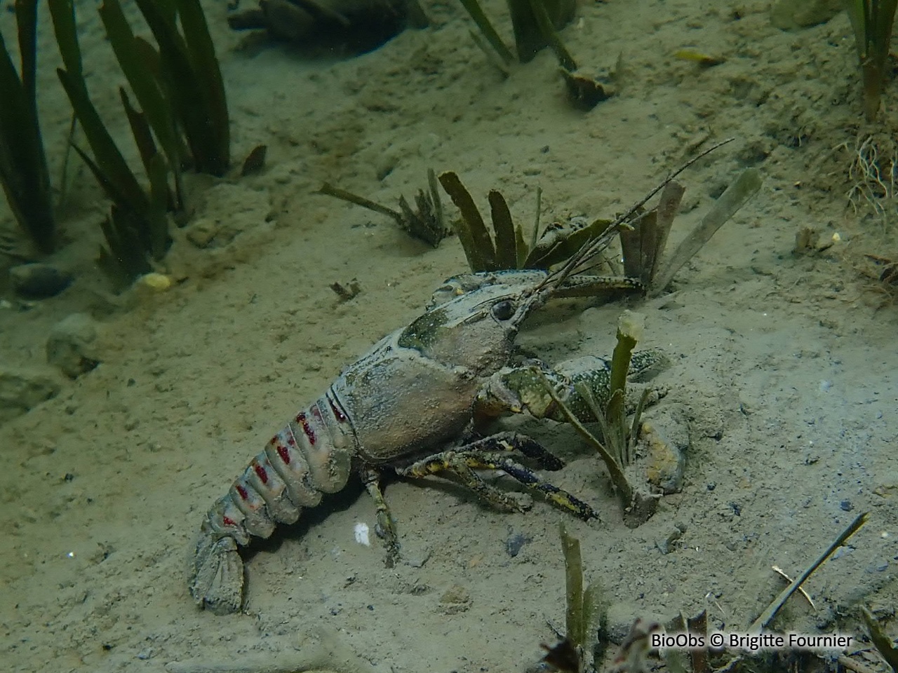 Ecrevisse américaine - Faxonius limosus - Brigitte Fournier - BioObs