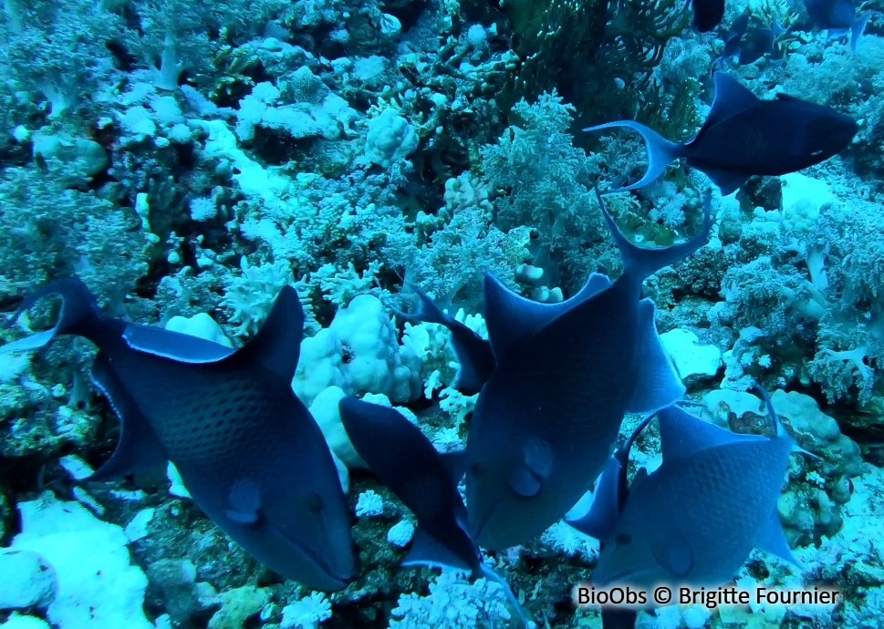 Baliste bleu - Odonus niger - Brigitte Fournier - BioObs
