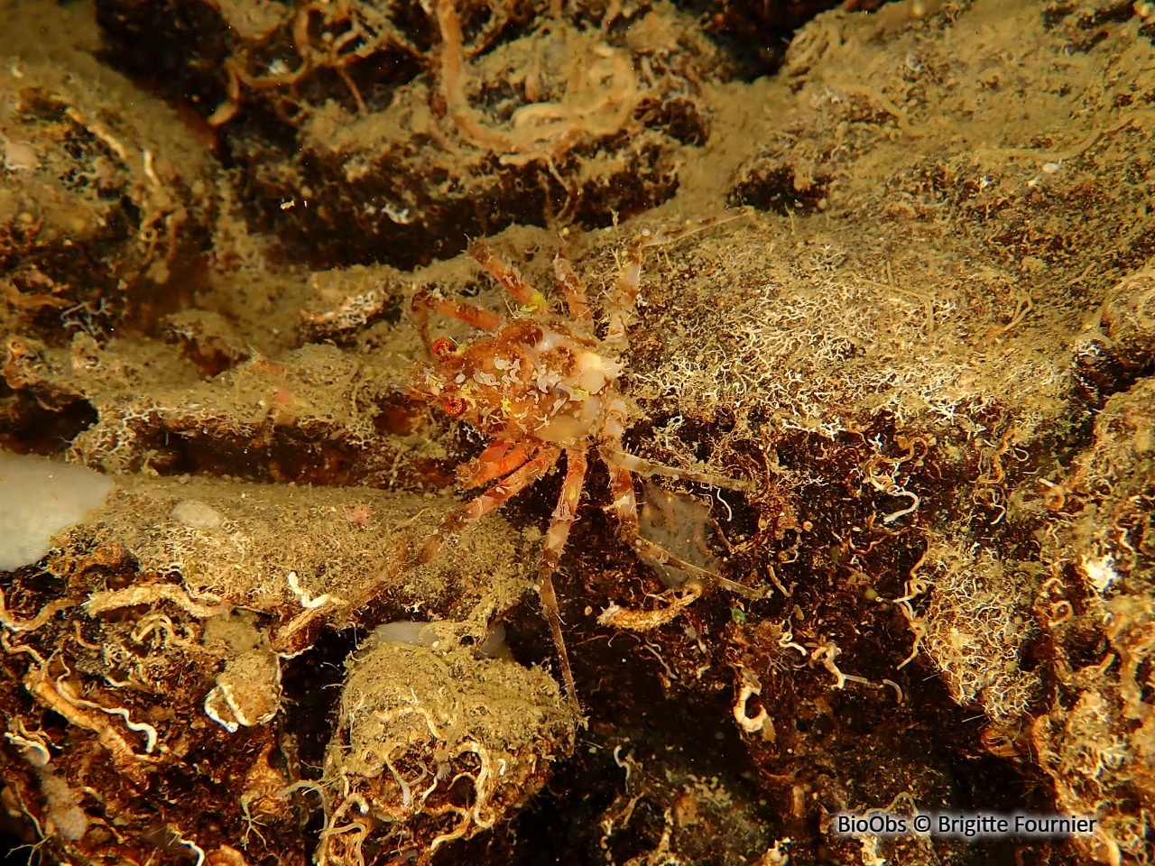 Araignée de mer ridée - Herbstia condyliata - Brigitte Fournier - BioObs