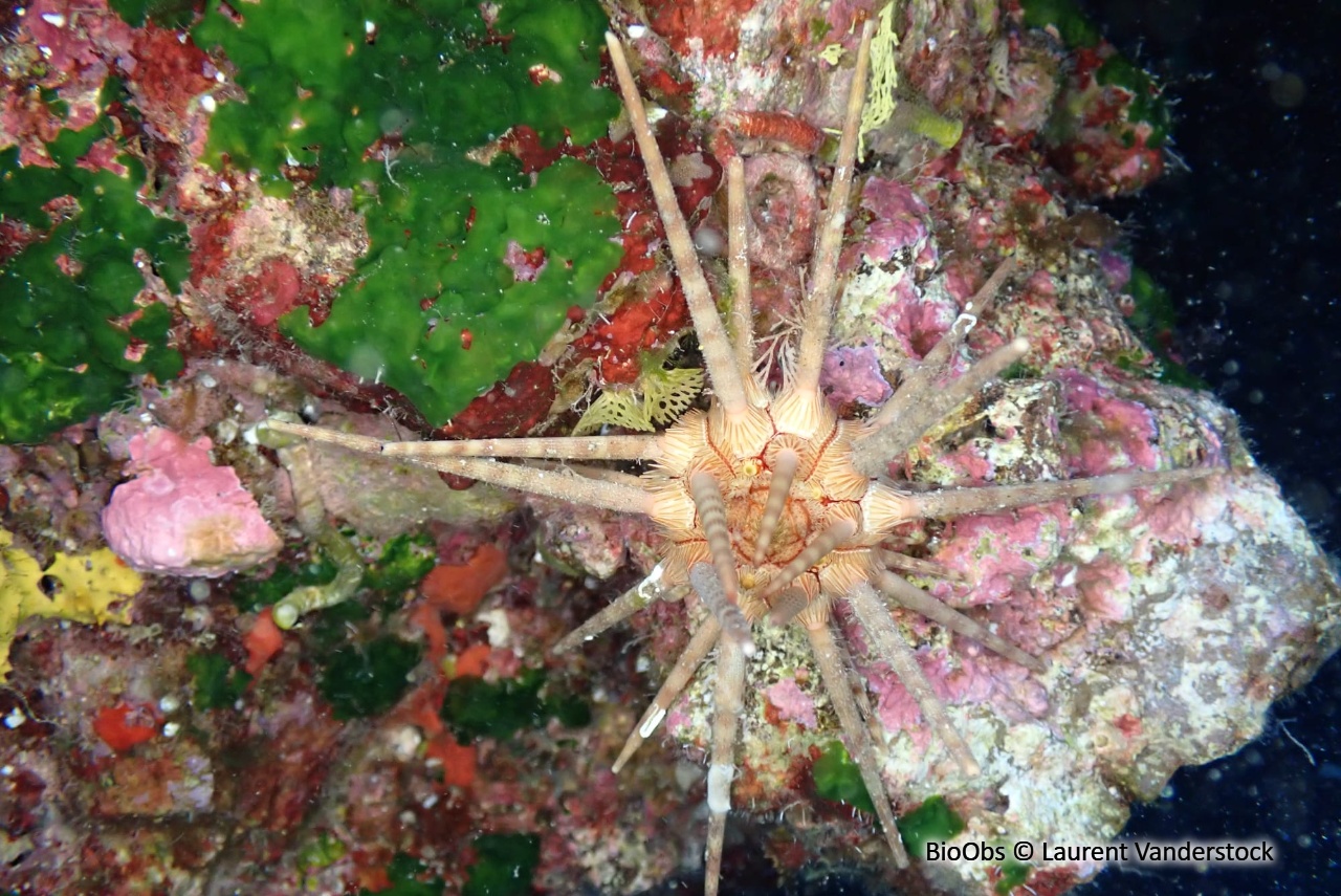 Oursin lance rouge - Stylocidaris affinis - Laurent Vanderstock - BioObs