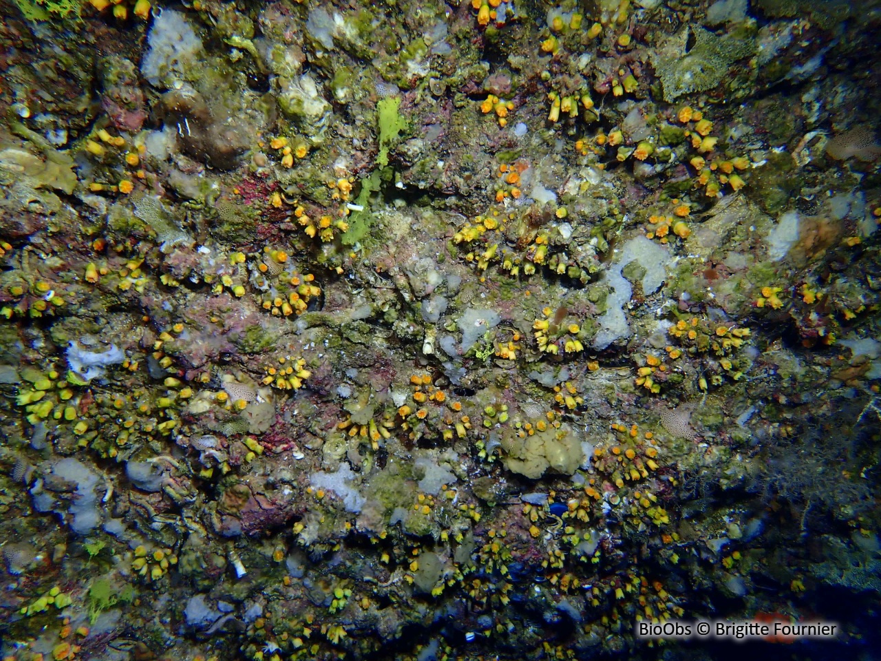 Madrépore orange - Astroides calycularis - Brigitte Fournier - BioObs
