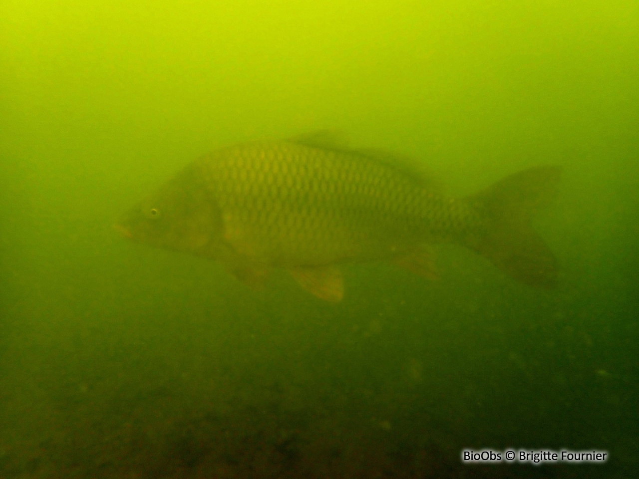 Carpe commune - Cyprinus carpio - Brigitte Fournier - BioObs