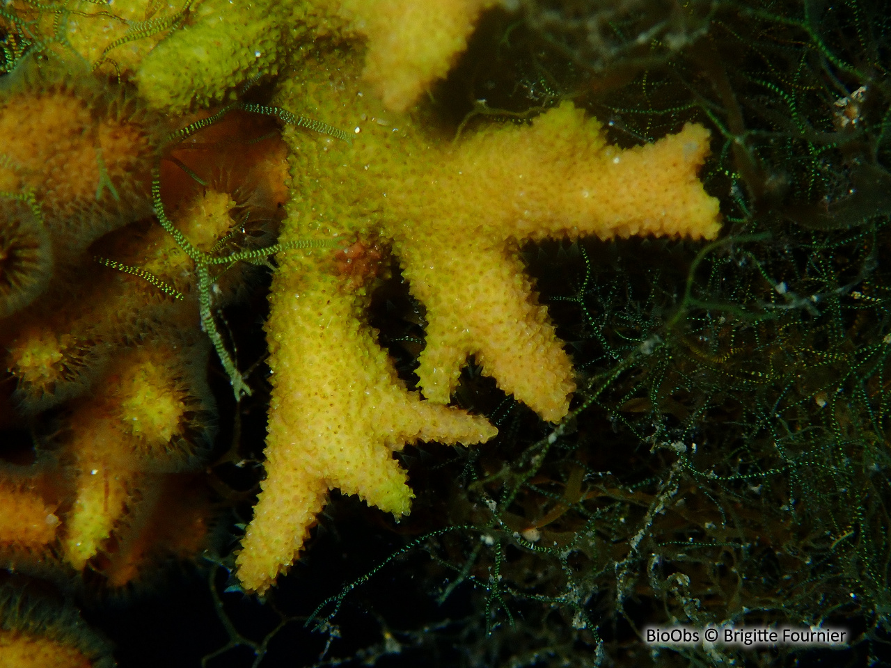 Bryozoaire corne d'élan - Dentiporella sardonica - Brigitte Fournier - BioObs