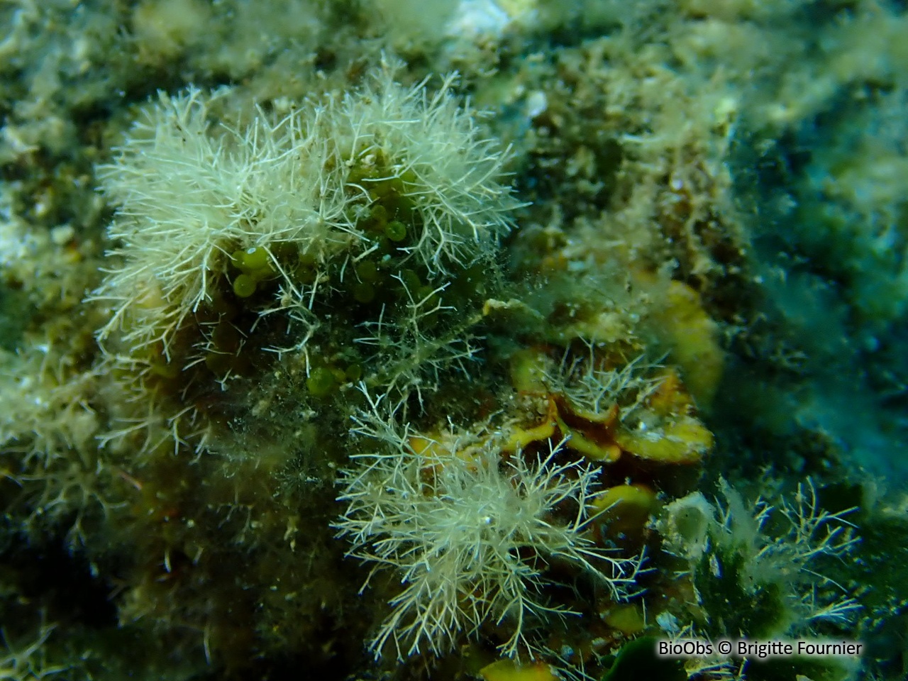 Liagore étalée - Liagora distenta - Brigitte Fournier - BioObs