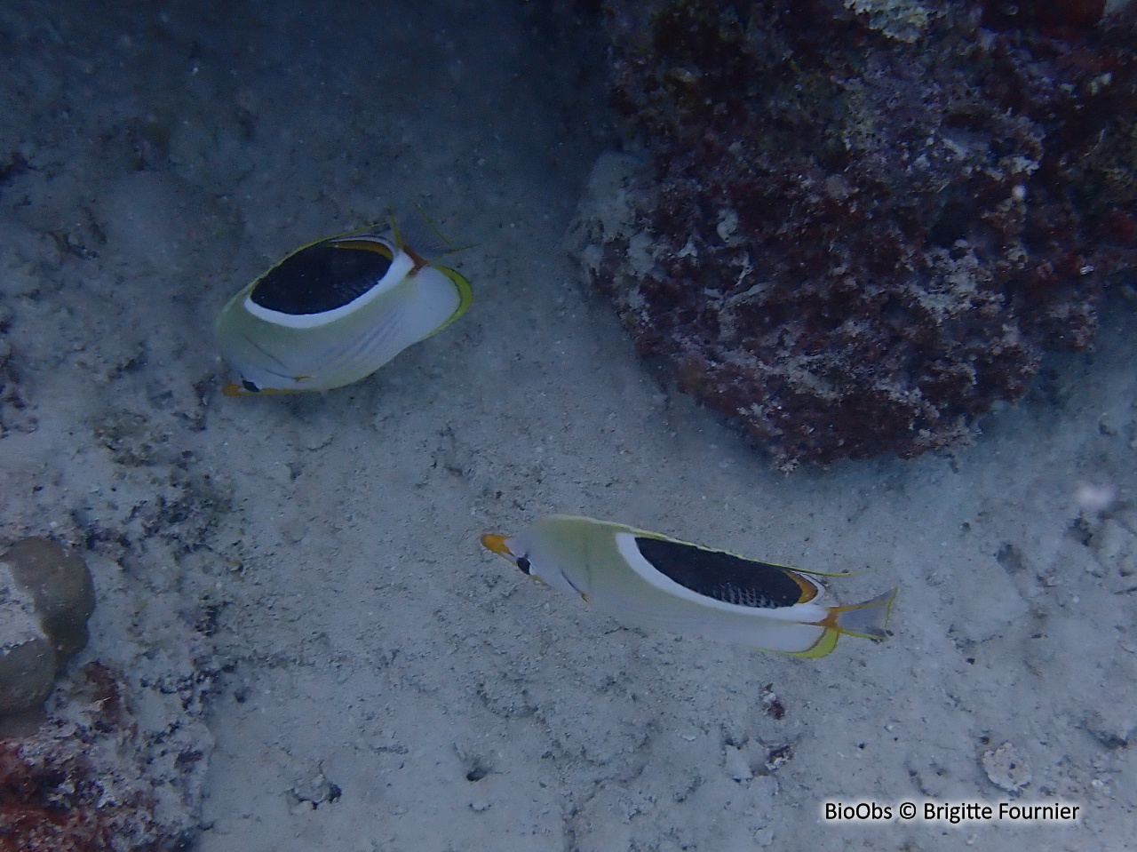Poisson-papillon à selle noire - Chaetodon ephippium - Brigitte Fournier - BioObs