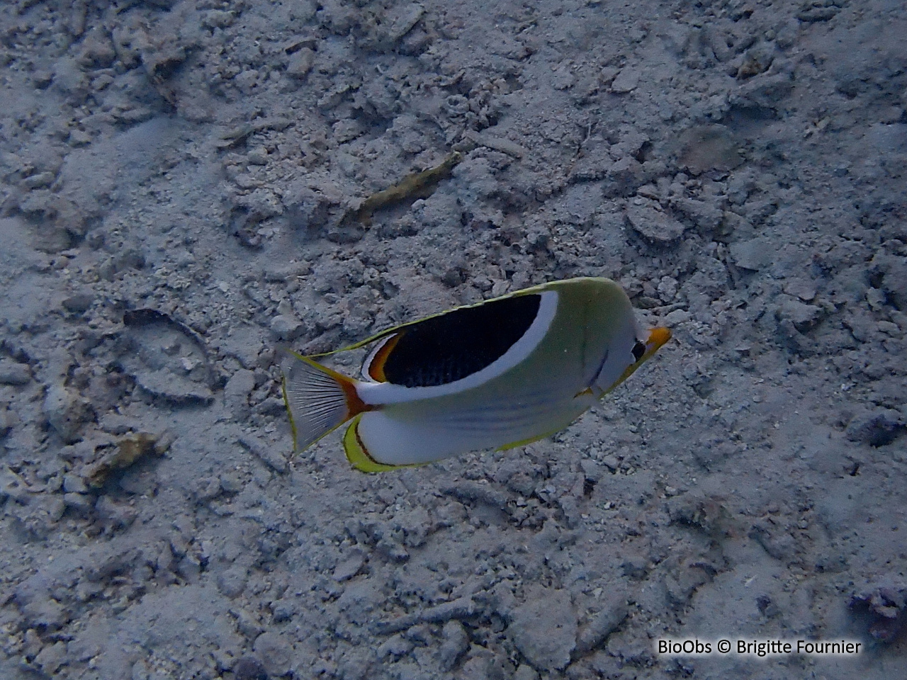 Poisson-papillon à selle noire - Chaetodon ephippium - Brigitte Fournier - BioObs