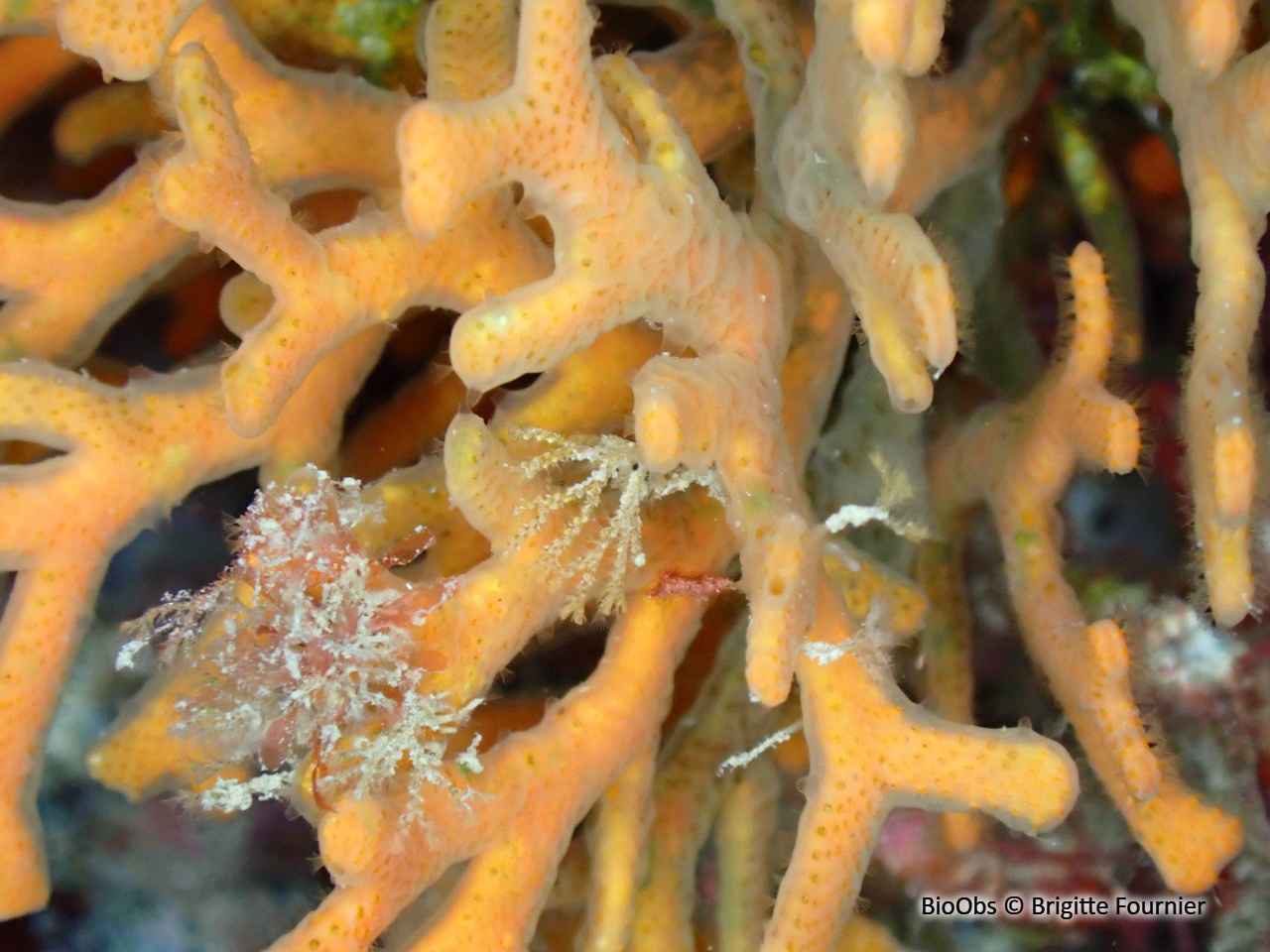 Eponge-voile - Halisarca harmelini - Brigitte Fournier - BioObs