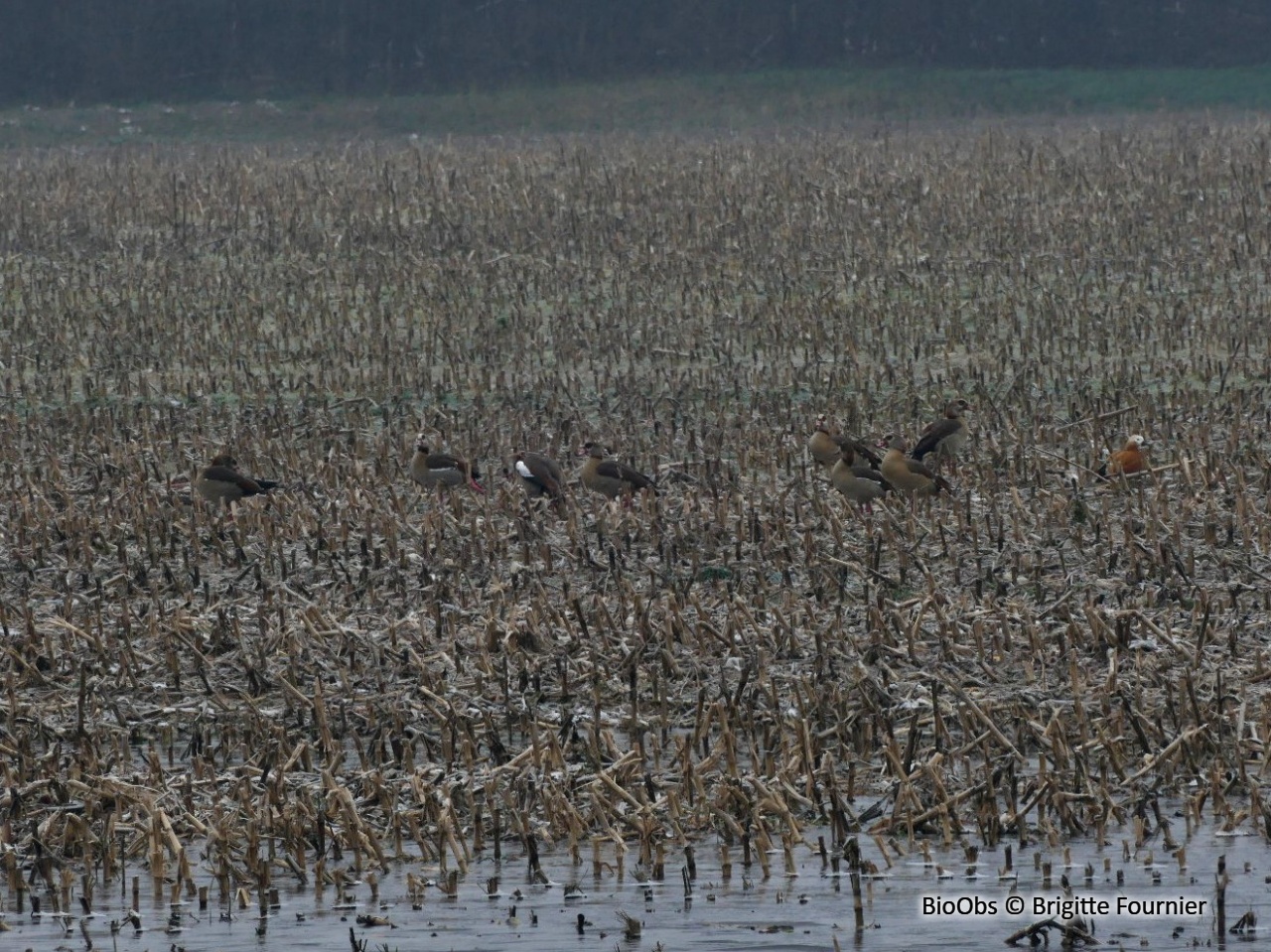 Ouette d'Égypte - Alopochen aegyptiaca - Brigitte Fournier - BioObs