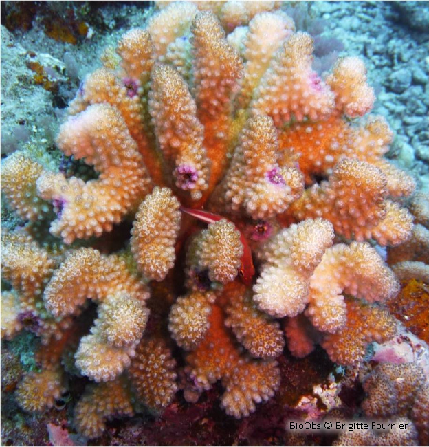 Pocillopore corne d'élan - Pocillopora grandis - Brigitte Fournier - BioObs