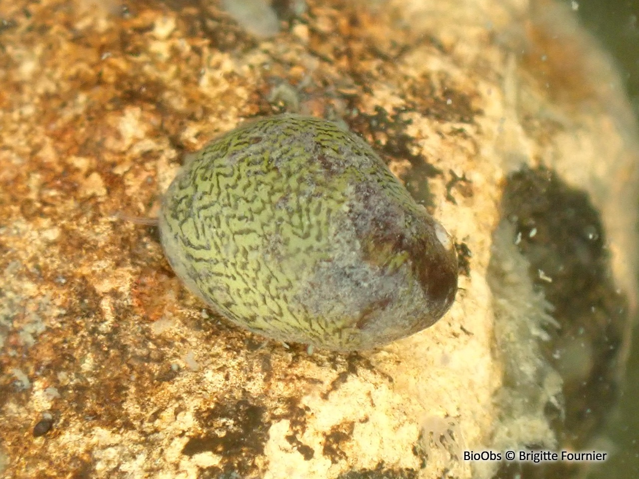 Nérite des rivières - Theodoxus fluviatilis - Brigitte Fournier - BioObs
