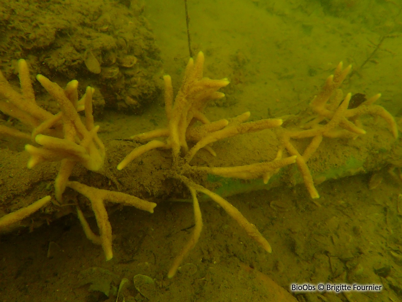 Eponge d'eau douce - Spongilla lacustris - Brigitte Fournier - BioObs