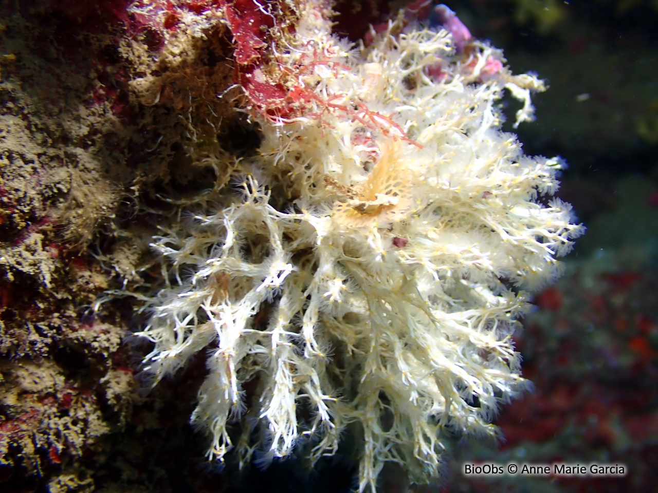Salmacine - Salmacina sp. - Anne Marie Garcia - BioObs