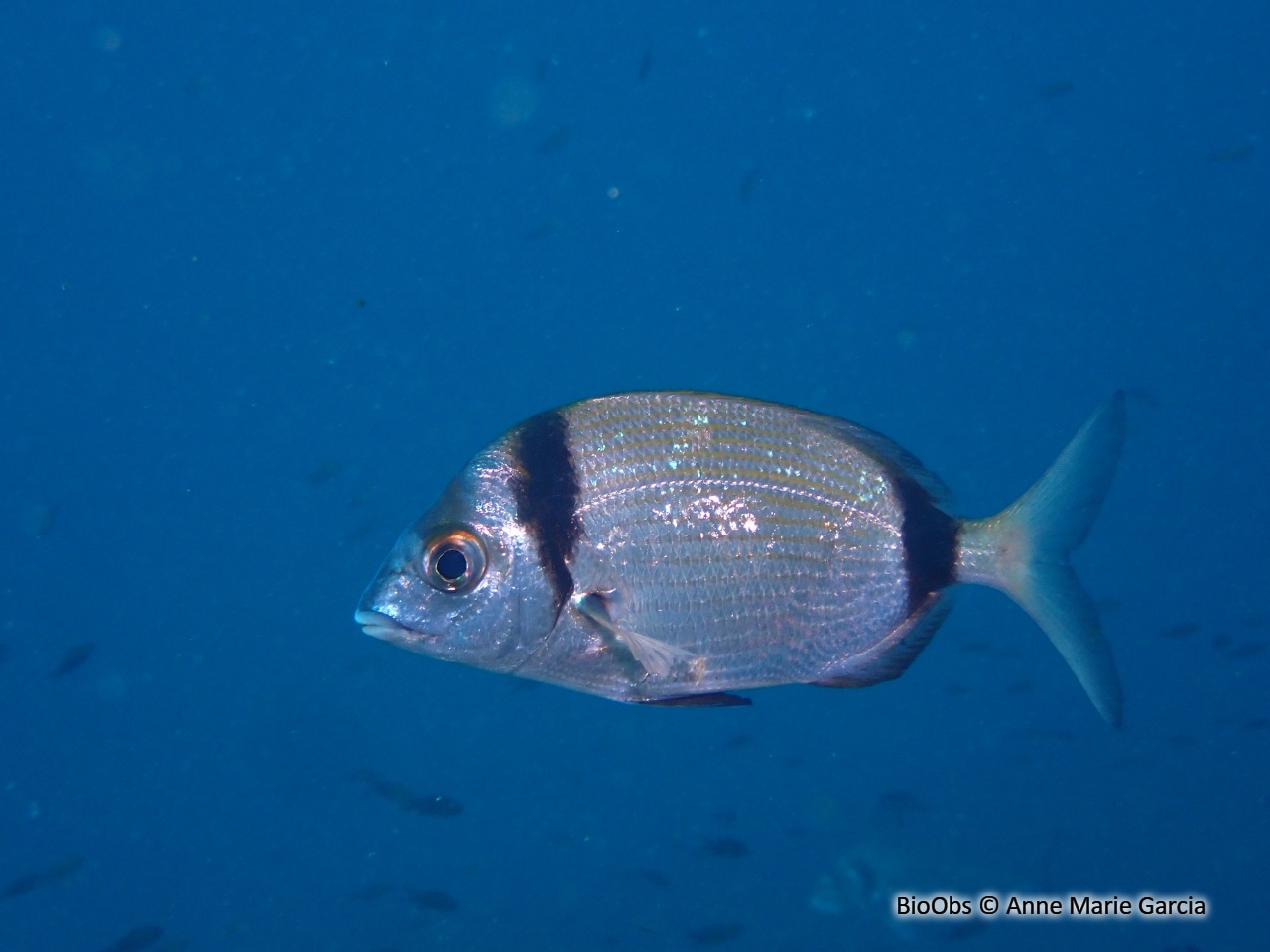 Sar à tête noire - Diplodus vulgaris - Anne Marie Garcia - BioObs
