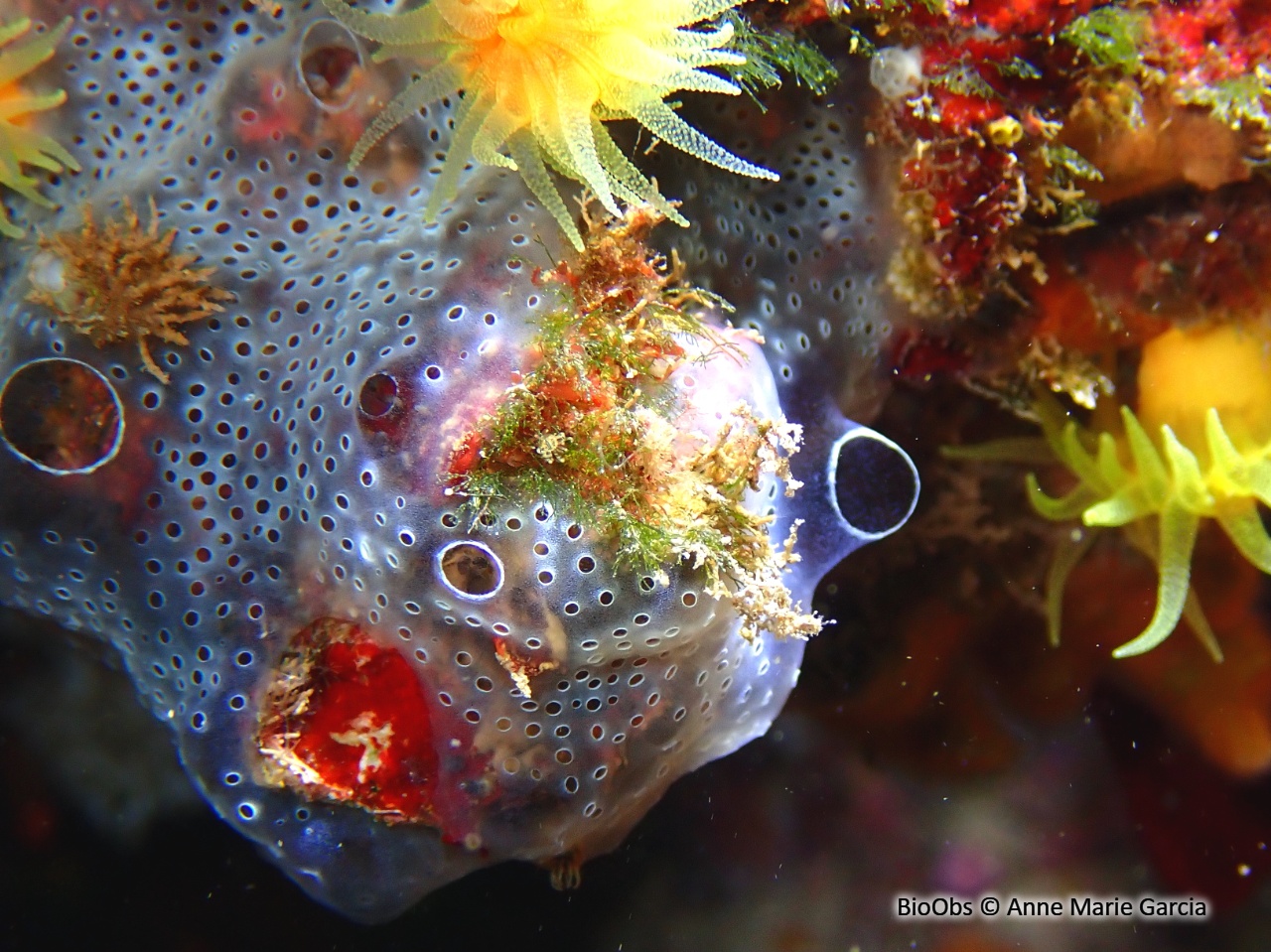 Didemne spongieux - Diplosoma spongiforme - Anne Marie Garcia - BioObs