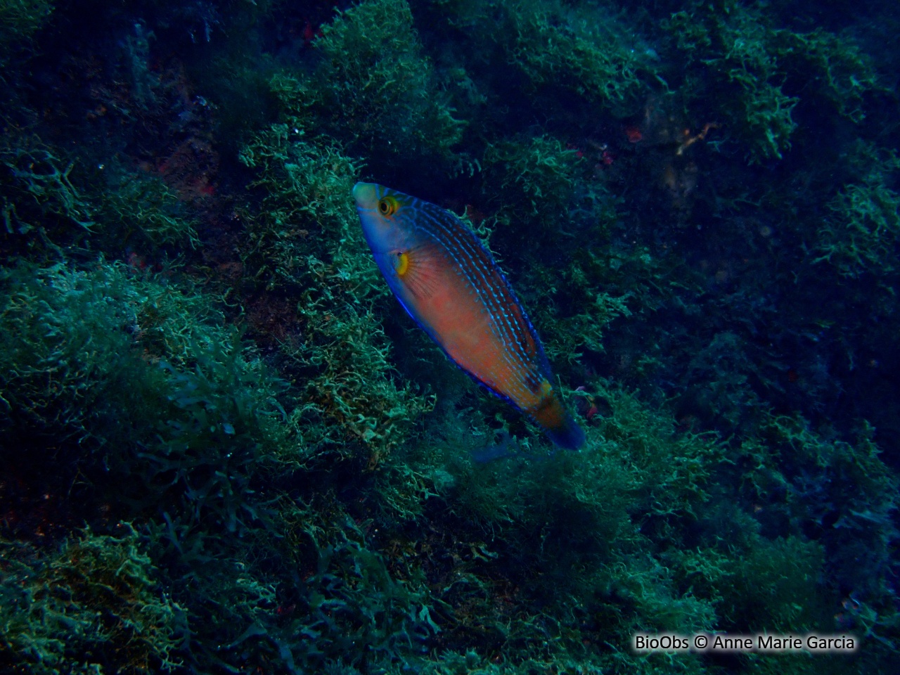 Crénilabre méditerranéen - Symphodus mediterraneus - Anne Marie Garcia - BioObs