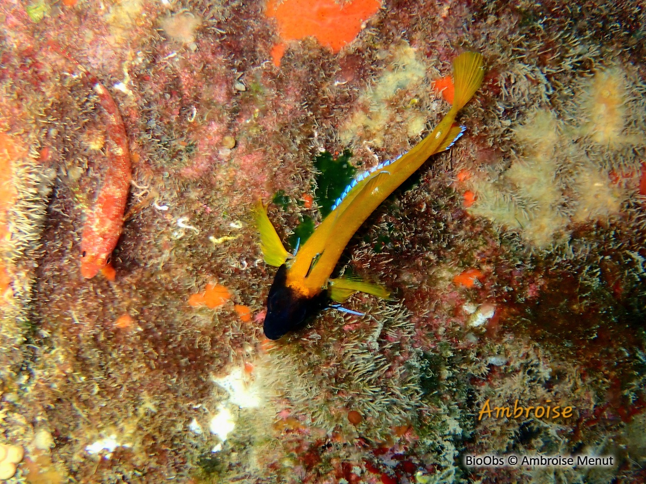 Triptérygion jaune - Tripterygion delaisi - Ambroise Menut - BioObs