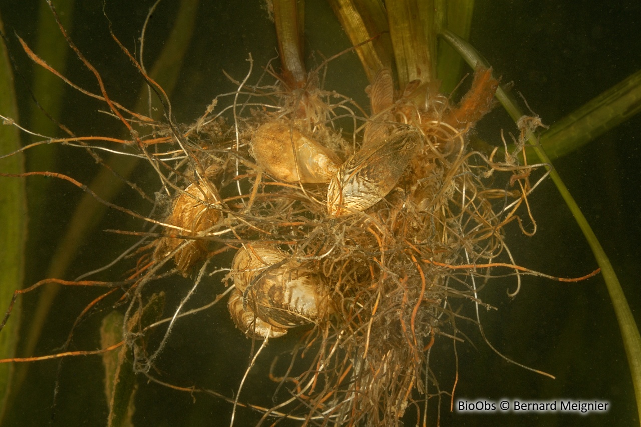 Moule quagga - Dreissena rostriformis bugensis - Bernard Meignier - BioObs