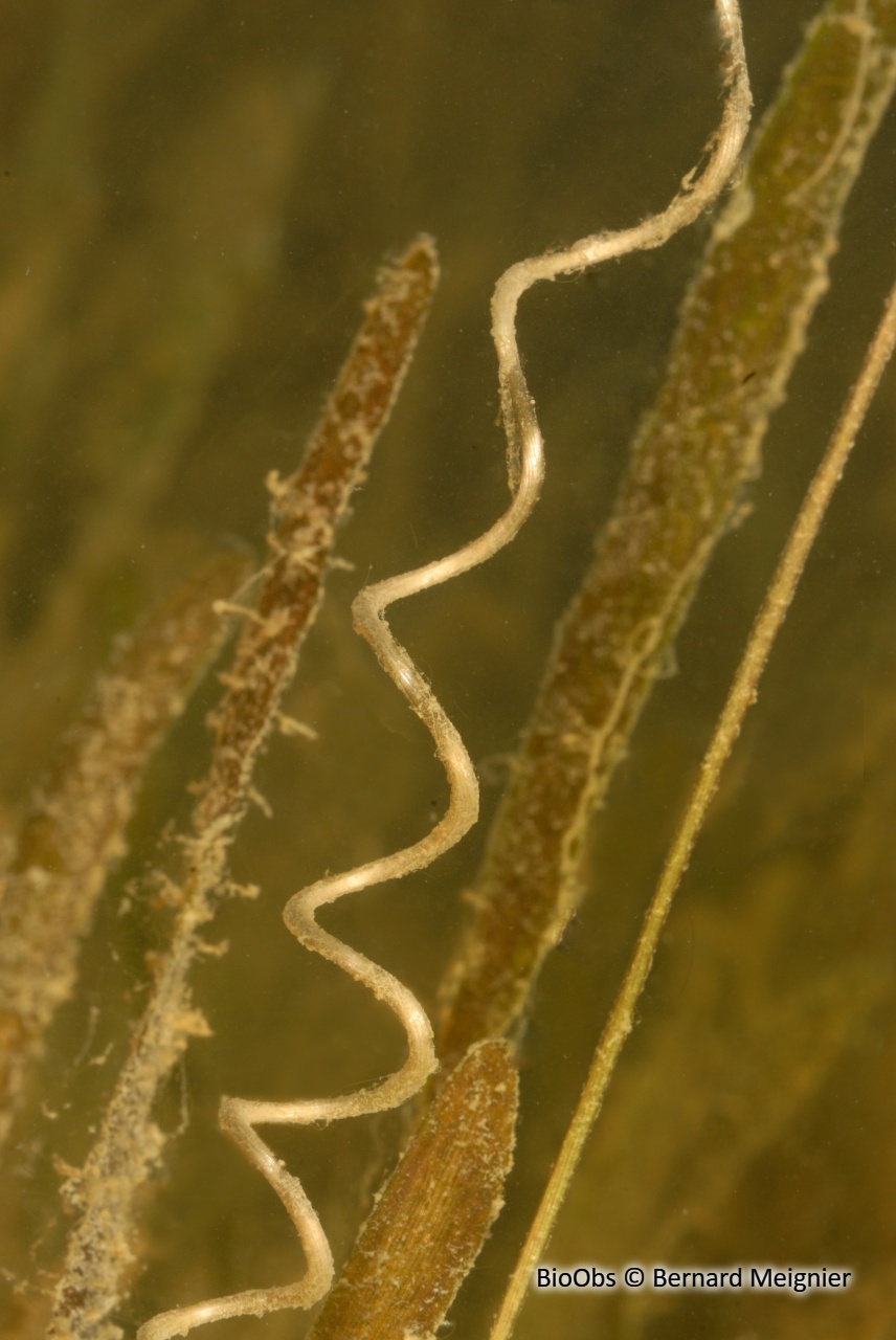 Vallisnérie en spirale - Vallisneria spiralis - Bernard Meignier - BioObs
