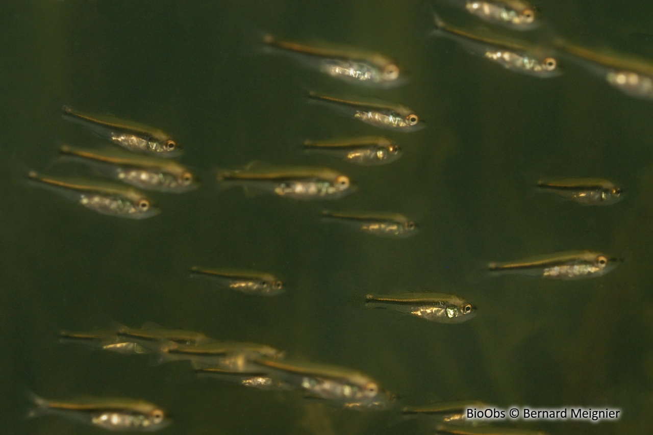 Achigan à grande bouche - Micropterus salmoides - Bernard Meignier - BioObs