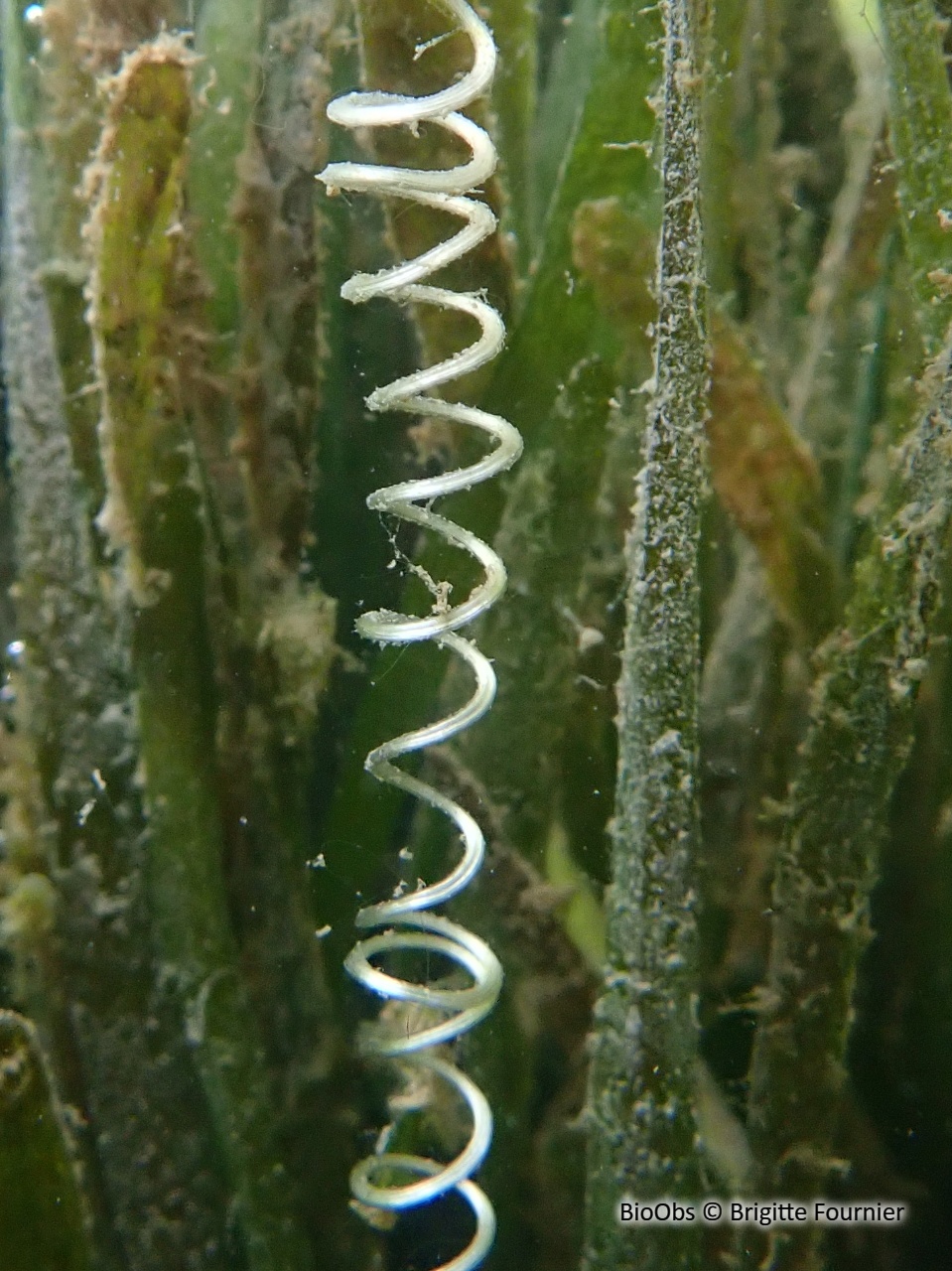 Vallisnérie en spirale - Vallisneria spiralis - Brigitte Fournier - BioObs