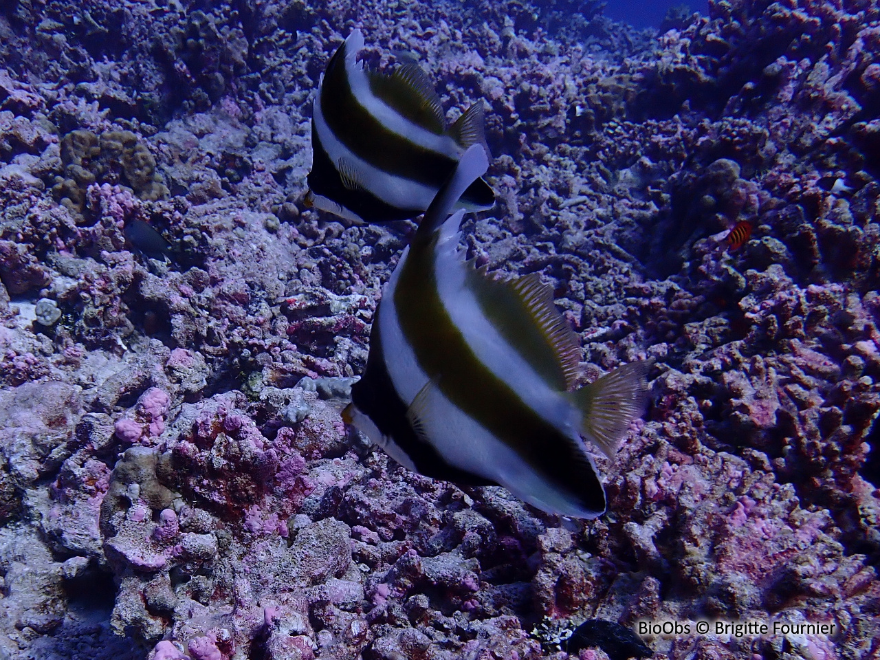 Poisson-cocher du Pacifique - Heniochus chrysostomus - Brigitte Fournier - BioObs