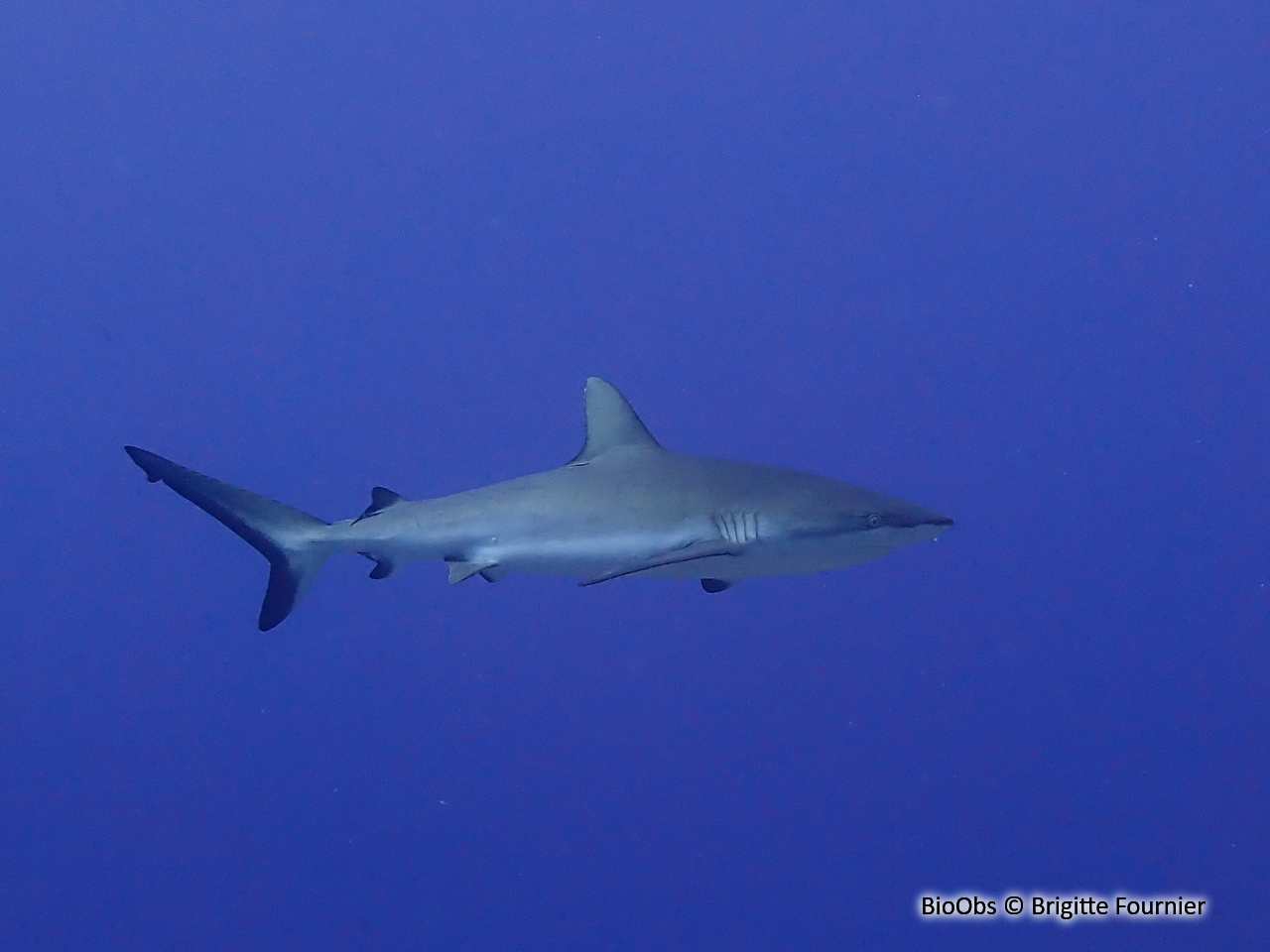 Requin gris de récif - Carcharhinus amblyrhynchos - Brigitte Fournier - BioObs