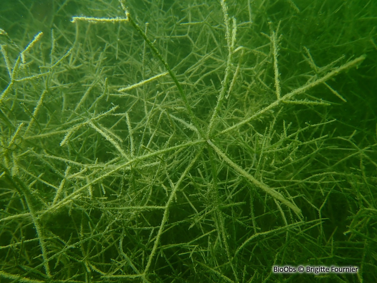 Characées - Characeae sp. - Brigitte Fournier - BioObs