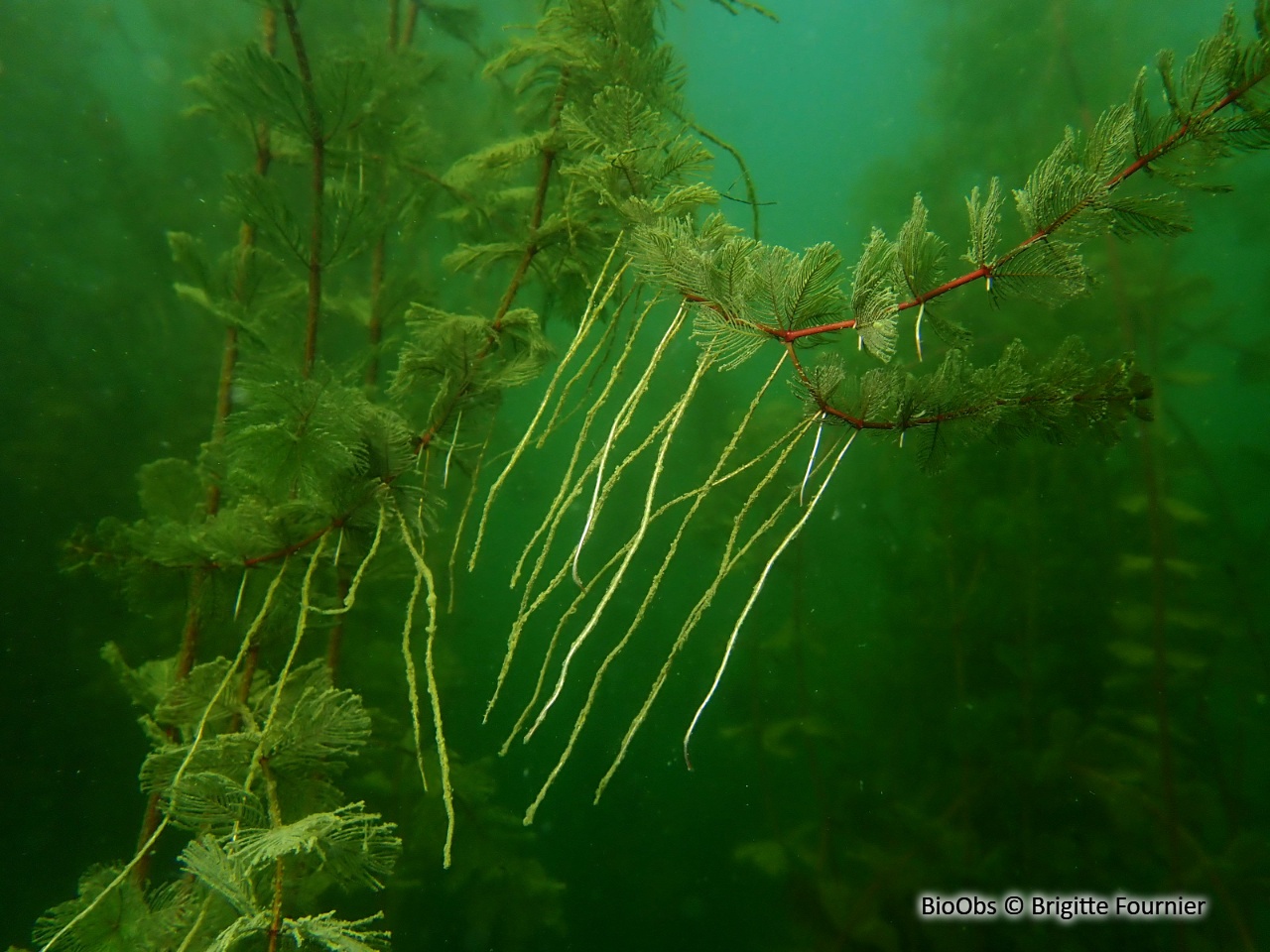 Myriophylle - Myriophyllum sp. - Brigitte Fournier - BioObs