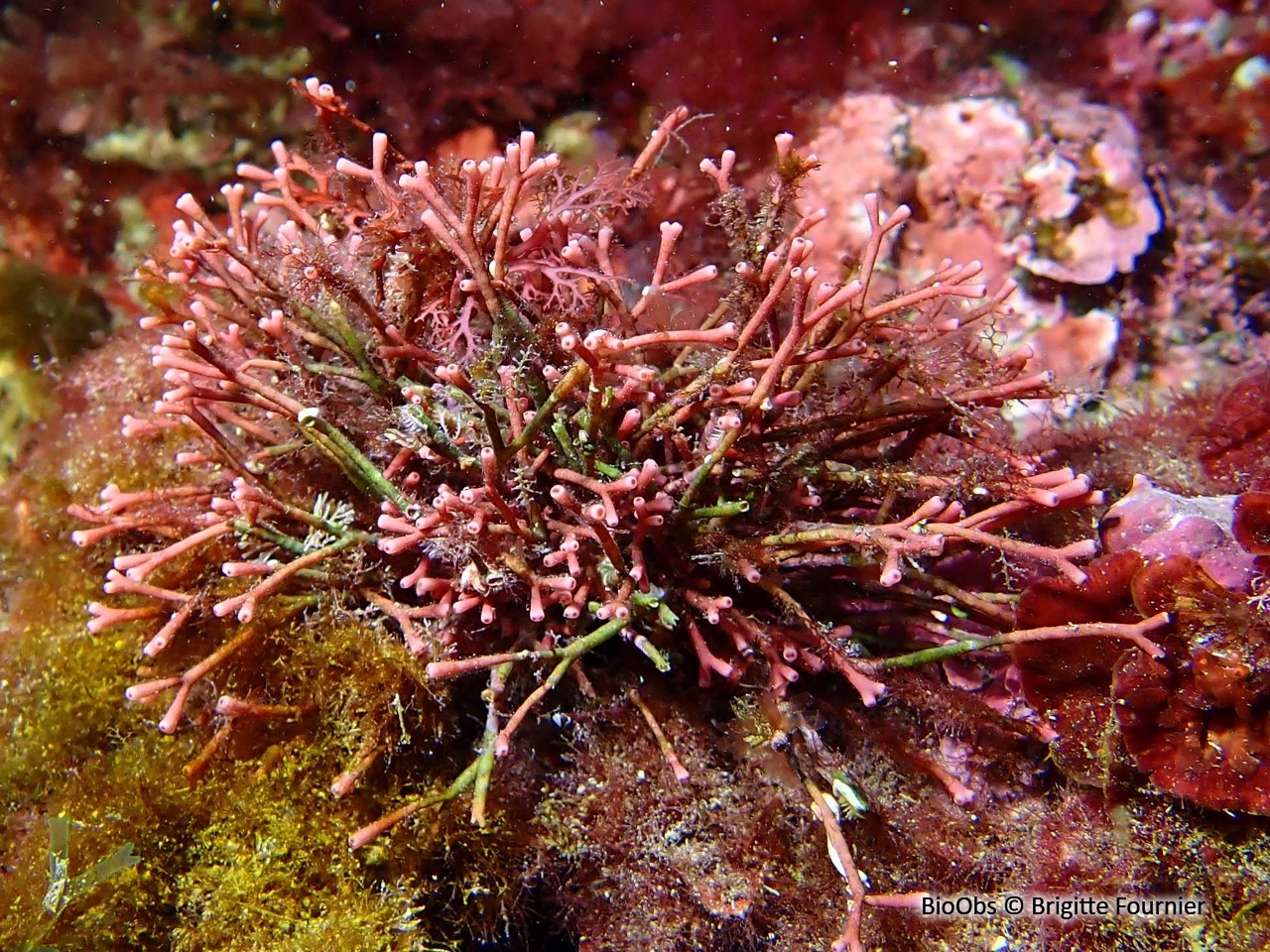 Tricléocarpe fragile - Tricleocarpa fragilis - Brigitte Fournier - BioObs